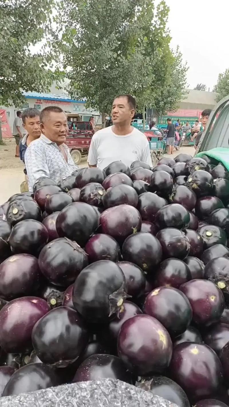 莘县紫色圆茄子，供应电商市场商超，欢迎采购
