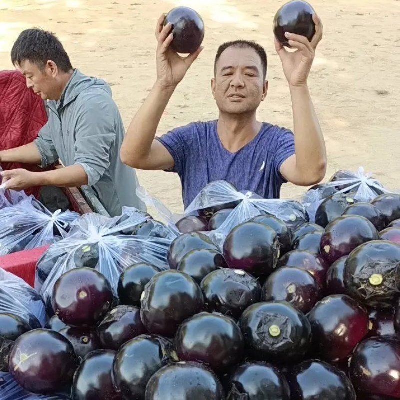 莘县紫光圆茄，量很大，质量优，产地直发欢迎采购