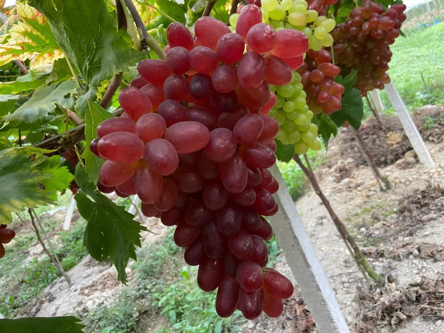 红提与其他水果对比图