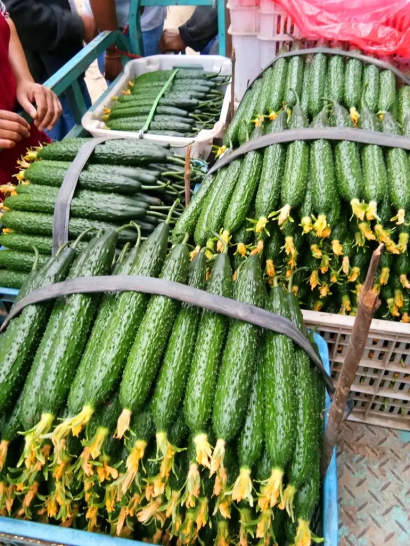 【推荐】密刺黄瓜🥒，产地发货，大量上市，欢迎采购