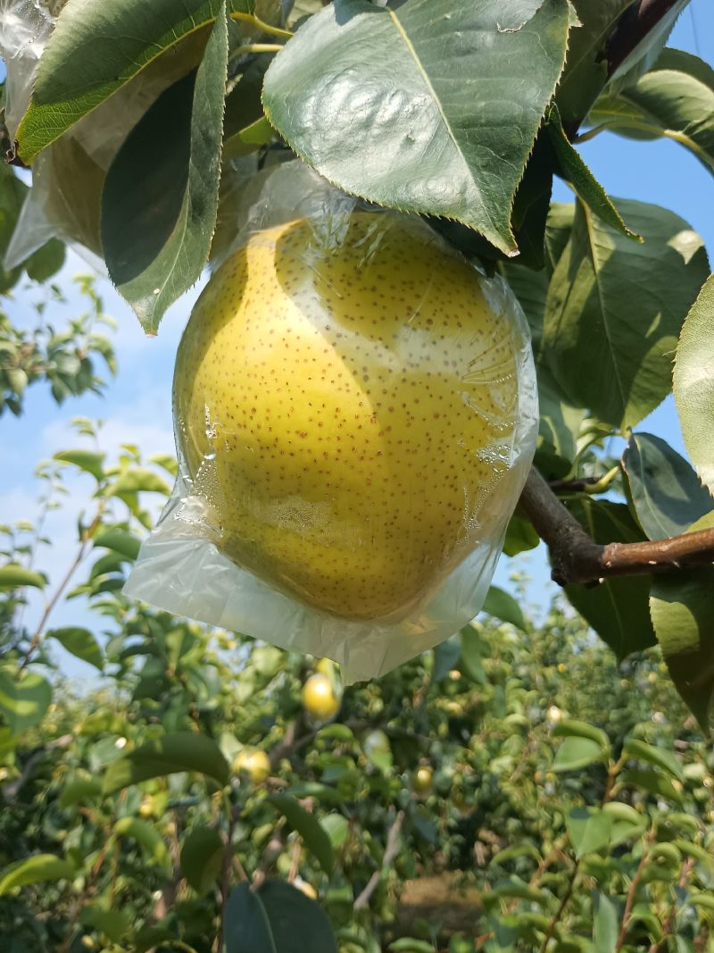 阳信鸭梨大量上市