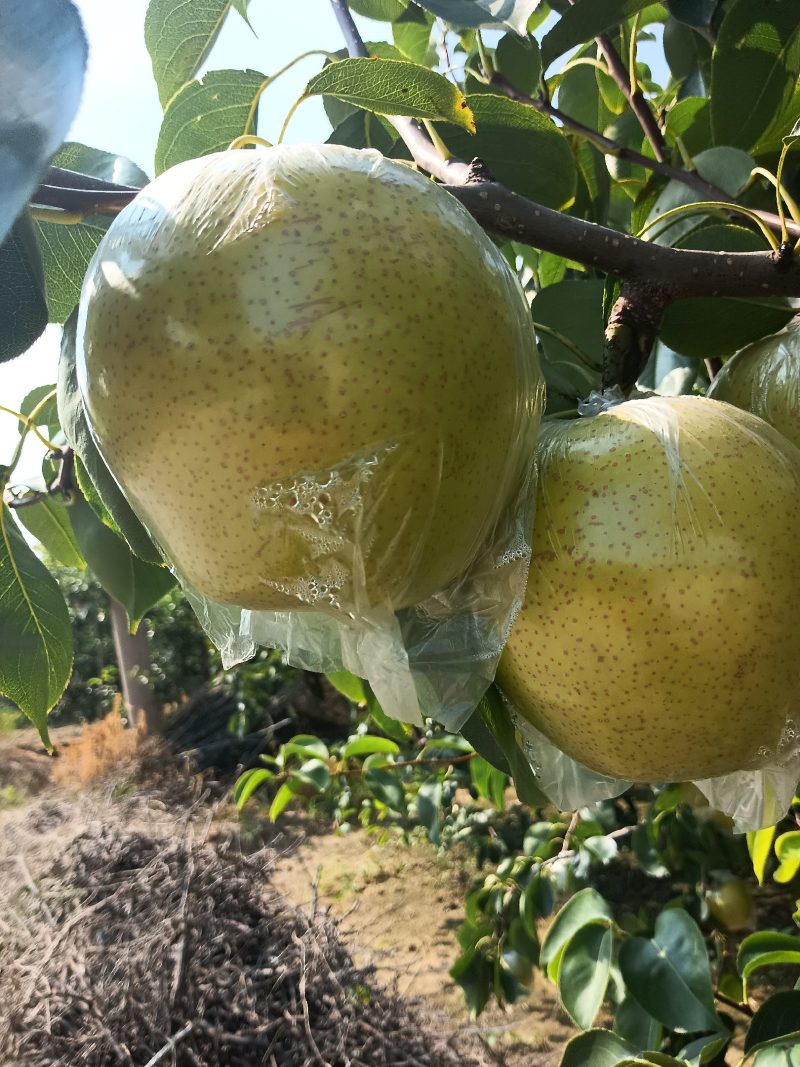 阳信鸭梨大量上市