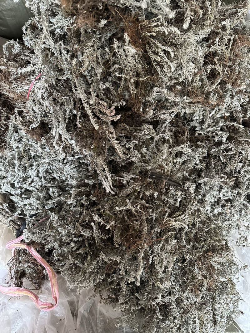 鹿茸草