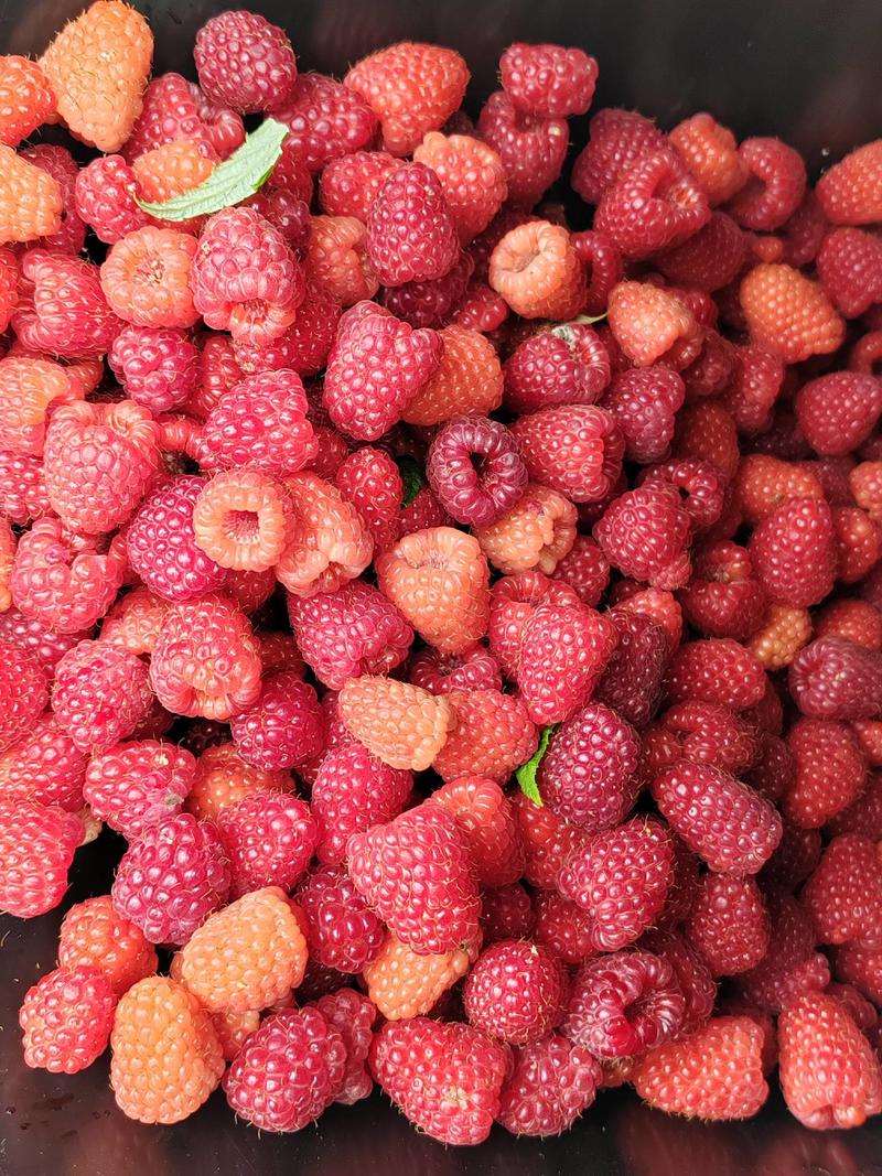 树莓果，树莓果无论大人和小孩都愿意吃。