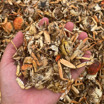 大闸蟹蟹壳