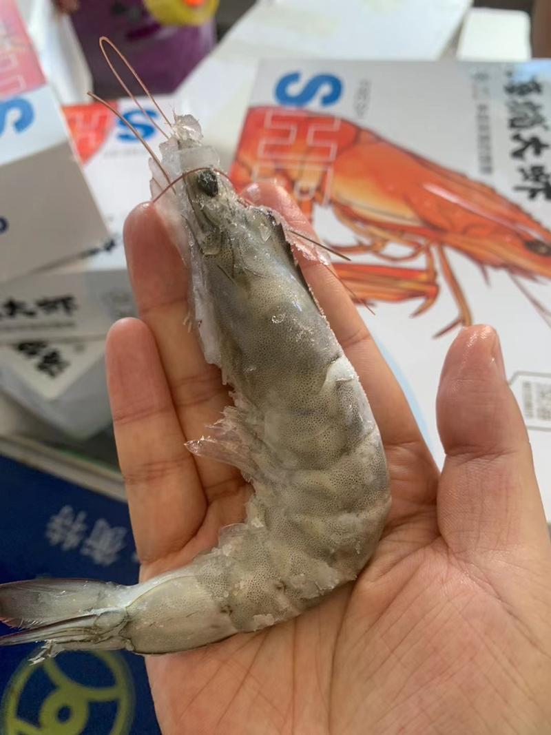 3040海水大虾盐冻虾青岛大虾海洋大虾海捕虾一件代发