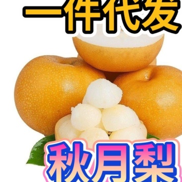 秋月梨，圆黄梨，华山梨，丰水梨【一件代发】承接团购落地配