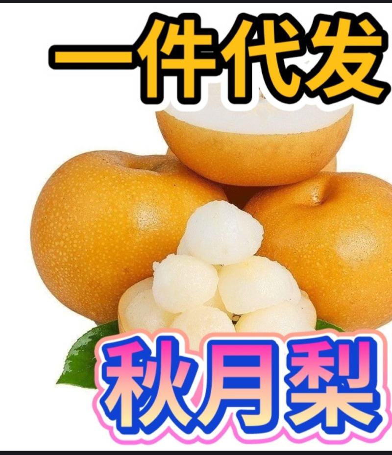秋月梨，圆黄梨，华山梨，丰水梨【一件代发】承接团购落地配