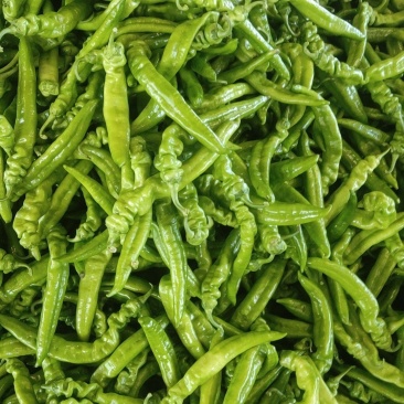 长剑尖椒质量好绿色蔬菜。