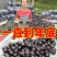 圆茄【山东莘县大产区】茄子30万斤每天食堂加工厂社区电商