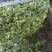 玉米秸秆青储草料