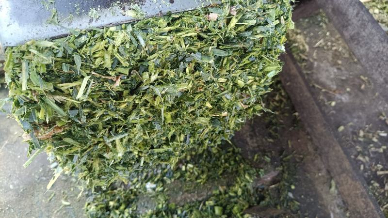 玉米秸秆青储草料