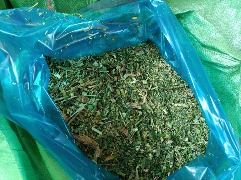 玉米秸秆青储草料