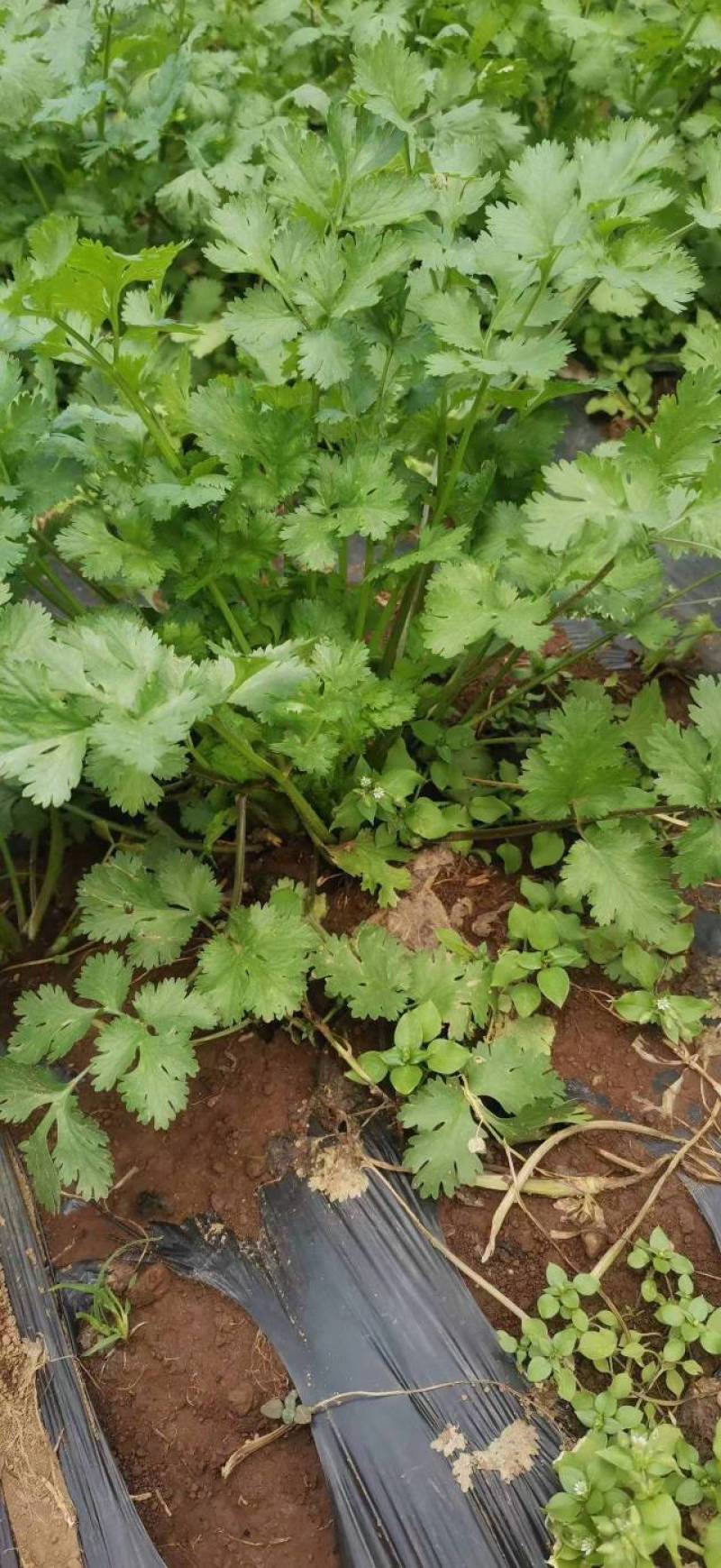 香菜（威宁香菜，品质好）