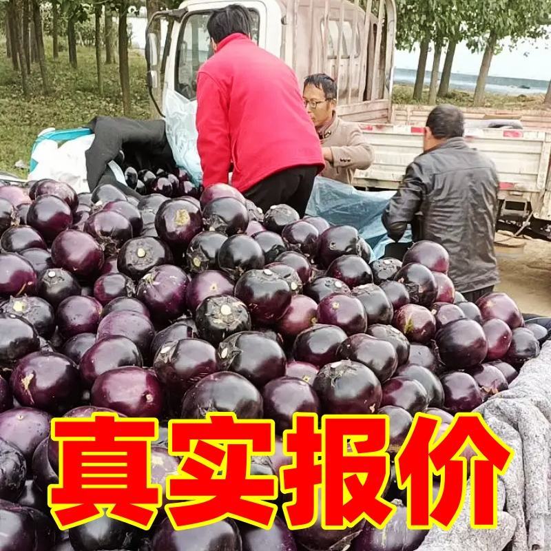 【紫光圆茄子】一直到年底，供批发，社区团购电商，山东莘县