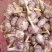 【优质精品】中牟早熟大蒜种子，紫皮红瓣，抽苔早，产量高。