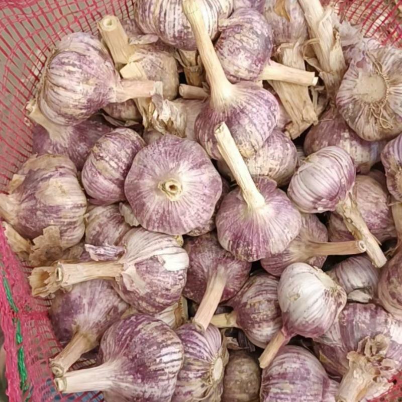 【优质精品】中牟早熟大蒜种子，紫皮红瓣，抽苔早，产量高。