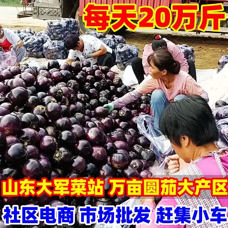 【上货快，量很大】紫光圆茄子，供食堂，加工厂社区电商赶集