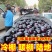 【上货快，量很大】紫光圆茄子，供食堂，加工厂社区电商赶集