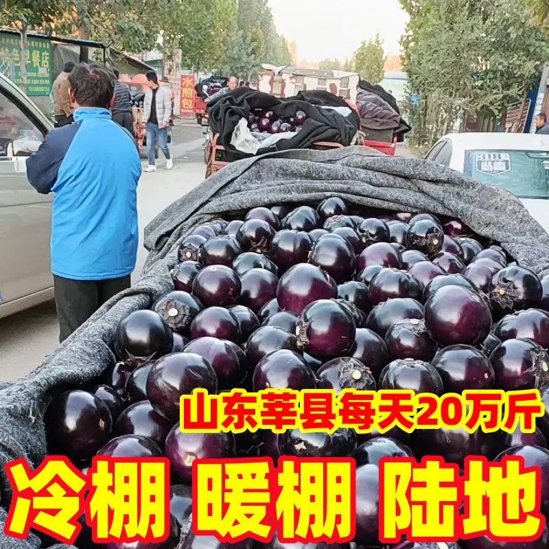 【上货快，量很大】紫光圆茄子，供食堂，加工厂社区电商赶集