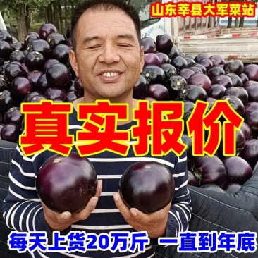 【重点推荐】山东紫光圆茄子社区电商货市场赶集小车货量很大