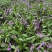大量批发白芨苗白及块茎各种规格货源充足量大从优欢迎咨询
