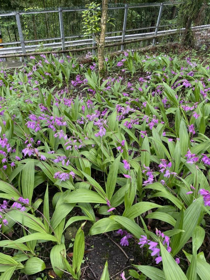 大量批发白芨苗白及块茎各种规格货源充足量大从优欢迎咨询