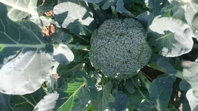 精选西兰花，产地直供，欢迎各大商超市场电商来电咨询