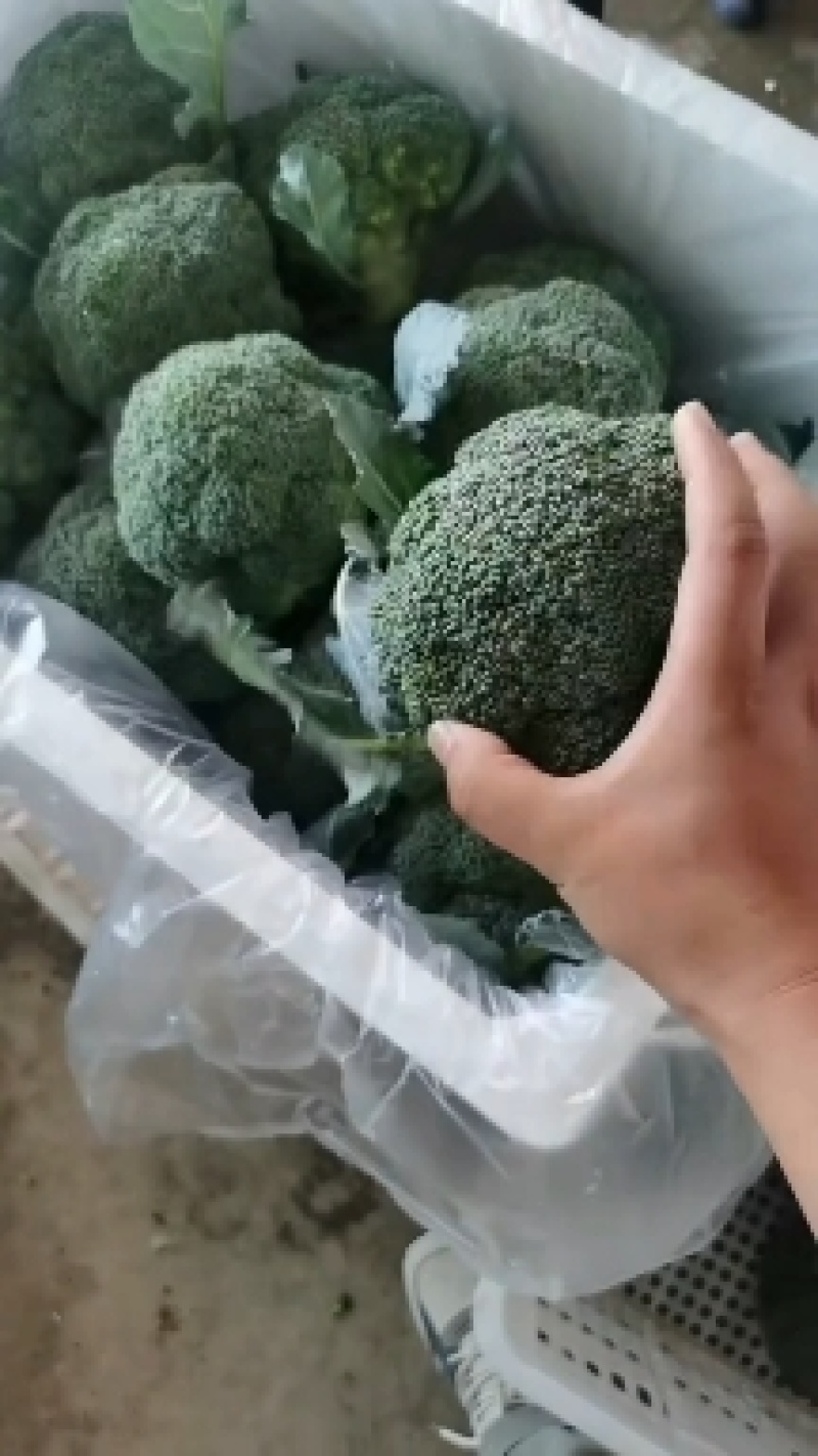 精选西兰花，产地直供，欢迎各大商超市场电商来电咨询