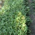 三叉白芨种苗