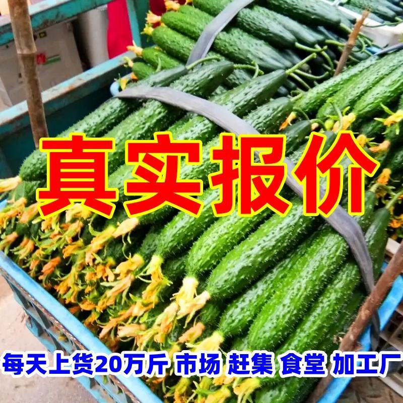【重点推荐】山东聊城莘县密刺黄瓜，量大价低，赶集电商市场