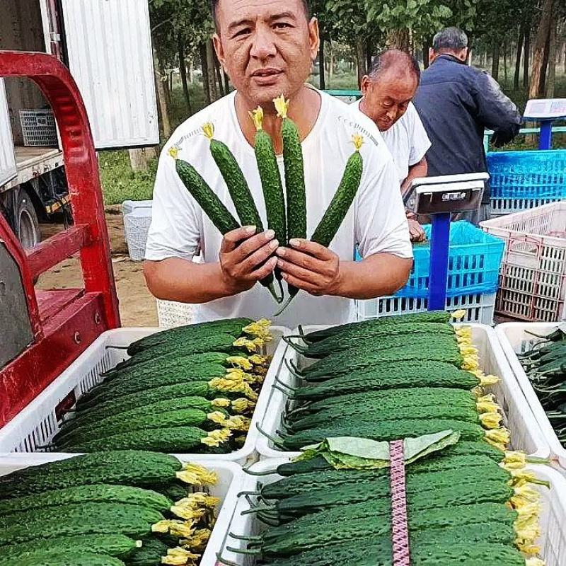 【重点推荐】山东聊城莘县密刺黄瓜，量大价低，赶集电商市场