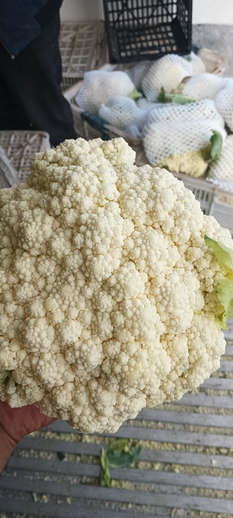 精品散花大量上市