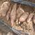 龙九红薯产地发货一手货源大量供应对接商超市场