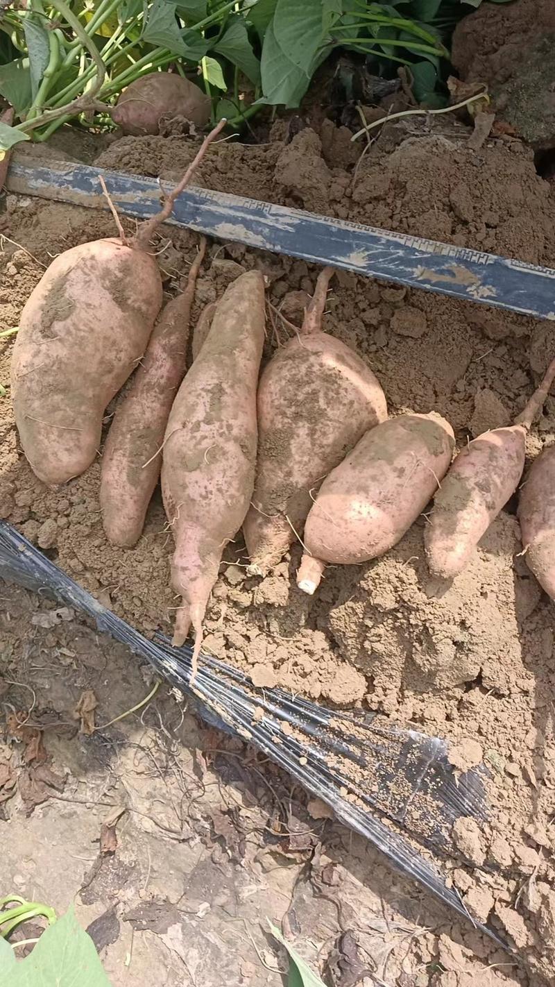 龙九红薯产地发货一手货源大量供应对接商超市场