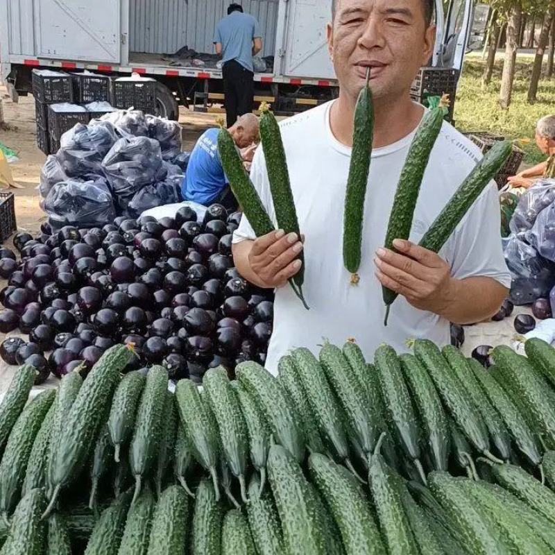 【重点推荐】山东聊城莘县密刺黄瓜，量大价低，赶集电商市场