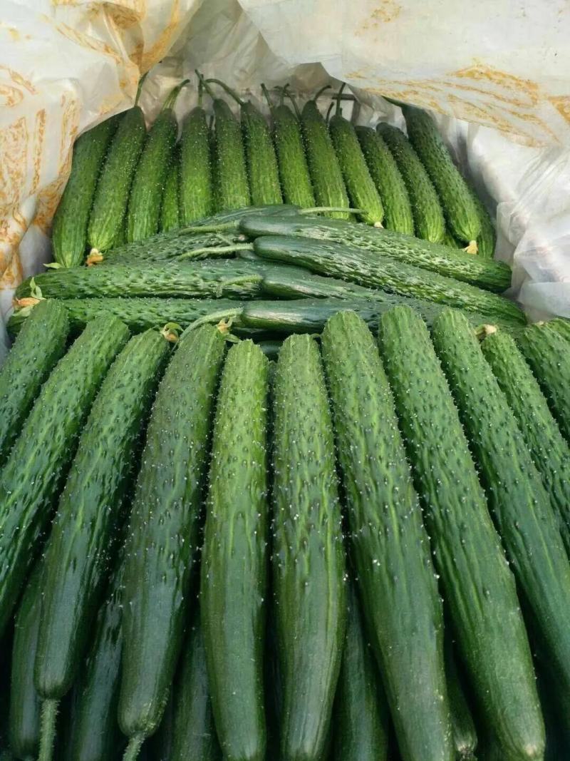 【重点推荐】山东聊城莘县密刺黄瓜，量大价低，赶集电商市场