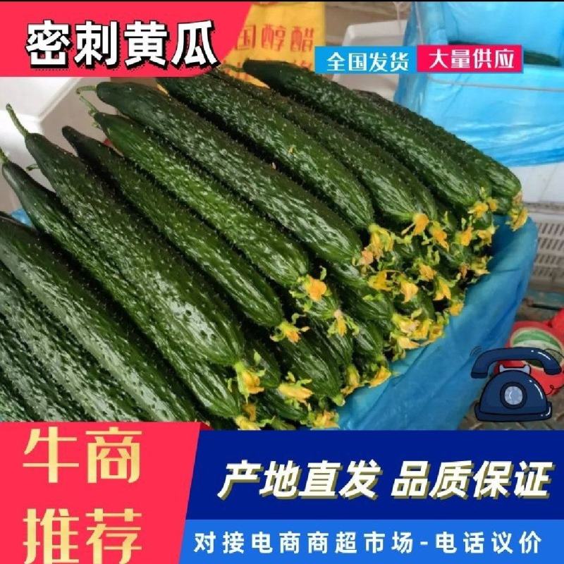 【黄瓜一手货源】山东莘县密刺黄瓜，电商市场赶集加工厂量大
