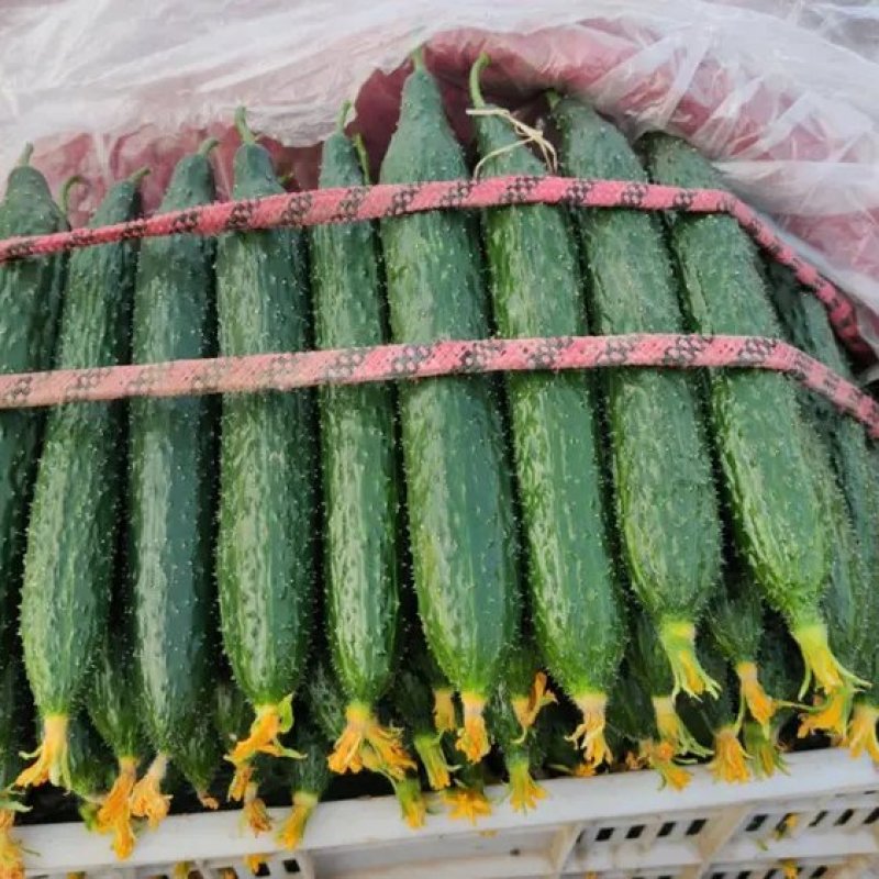 【黄瓜一手货源】山东莘县密刺黄瓜，电商市场赶集加工厂量大