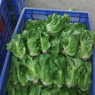生菜