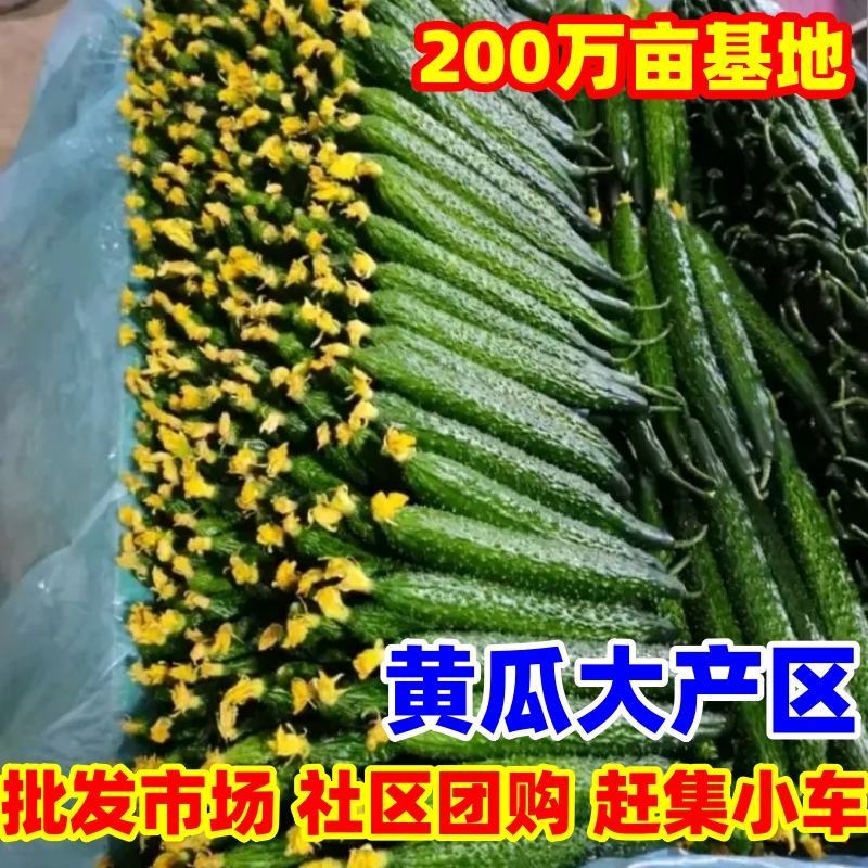 【市场商超食堂】山东黄瓜基地，大量上市，每日稳定，电