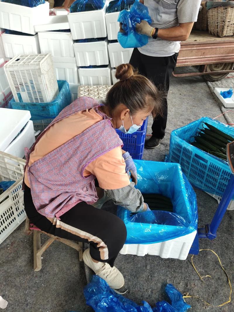 【市场商超食堂】山东黄瓜基地，大量上市，每日稳定，电