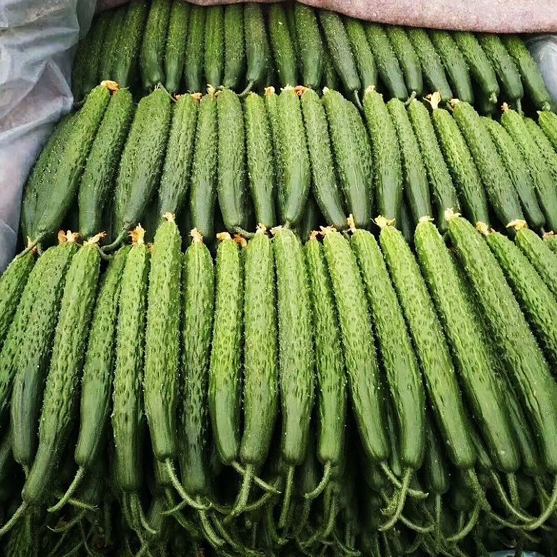 【市场商超食堂】山东黄瓜基地，大量上市，每日稳定，电