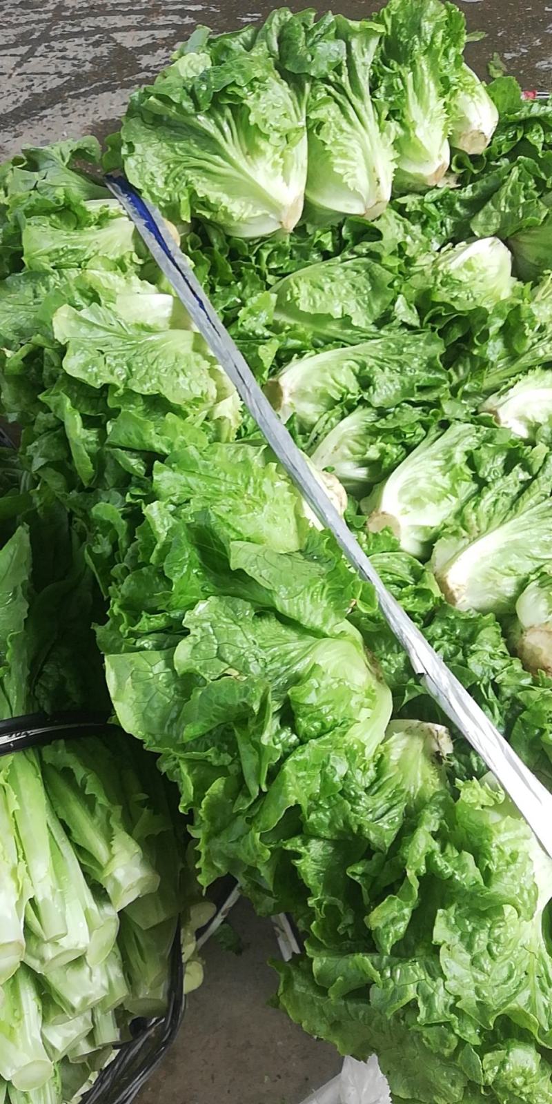 生菜