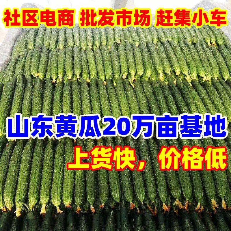 【市场商超食堂】山东黄瓜基地，大量上市，每日稳定，电