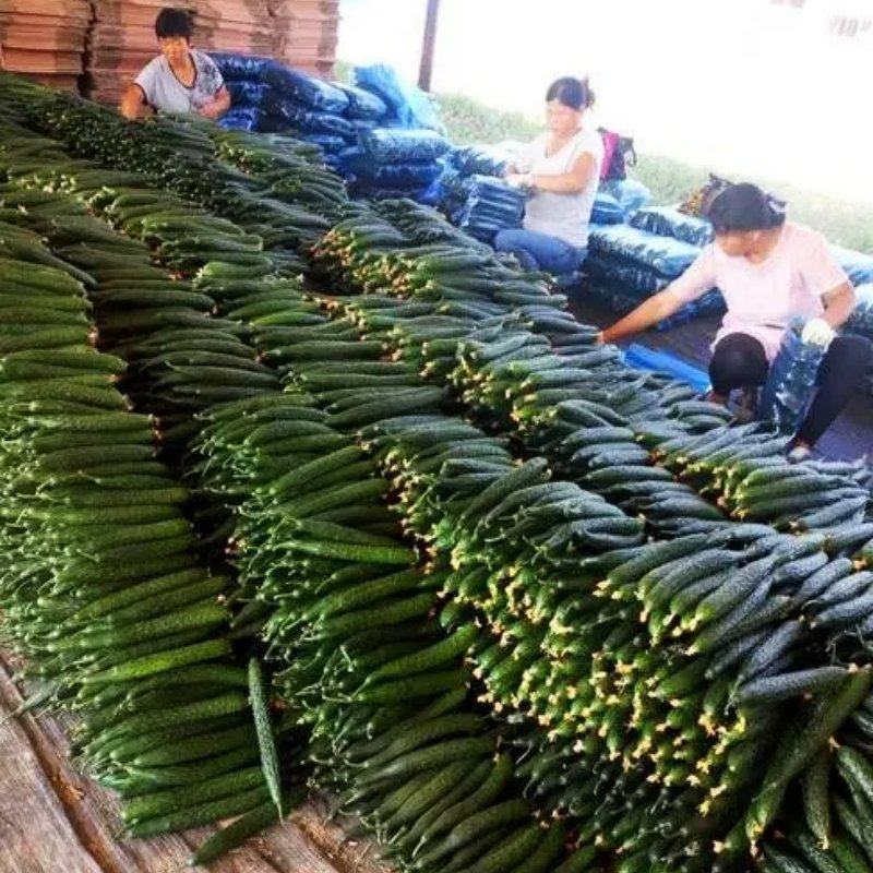 【万亩黄瓜，大量上市】电商货量大便宜，净棚陆地暖冷棚上货