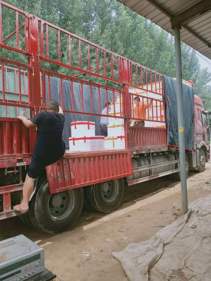 【万亩黄瓜，大量上市】电商货量大便宜，净棚陆地暖冷棚上货