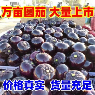 山东莘县圆茄子，茄子，紫光圆茄，【专业十年】期待您电我！