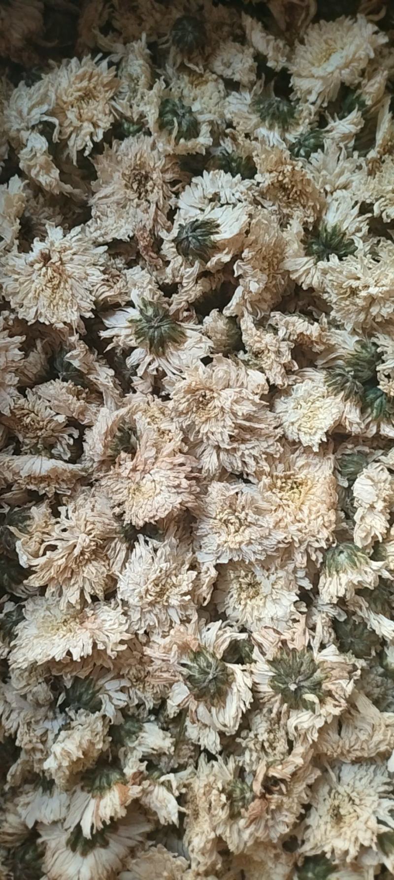 白菊花七月菊