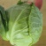 包菜